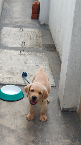 Labrador